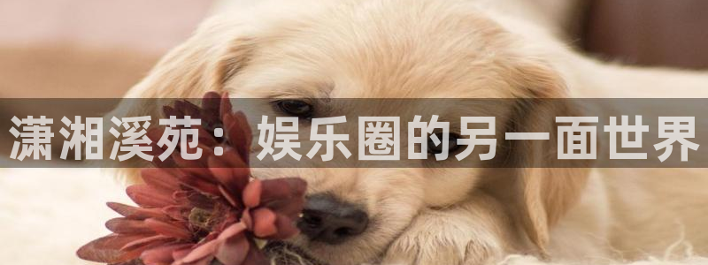 天辰娱乐：潇湘溪苑：娱乐圈的另一面世界