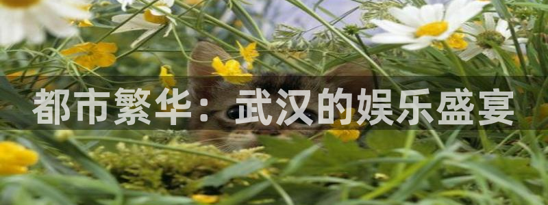 天辰娱乐登录：都市繁华：武汉的娱乐盛宴